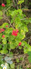 Pelargonium × hybridum