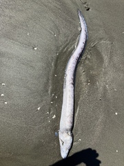 Conger verreauxi