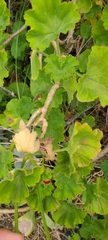 Pelargonium × hybridum