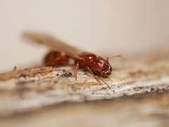 Pheidole pilifera