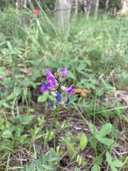 Oxytropis borealis