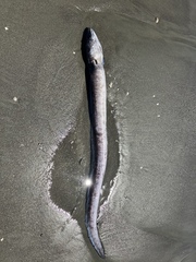 Conger verreauxi