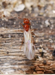 Pheidole pilifera