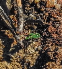 Cicindela