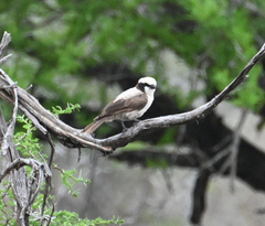 Eurocephalus anguitimens