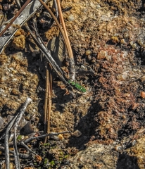 Cicindela