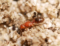 Pheidole pilifera