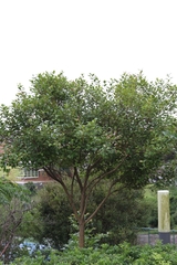 Syzygium formosanum