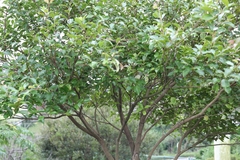 Syzygium formosanum