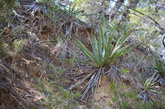 Yucca pallida