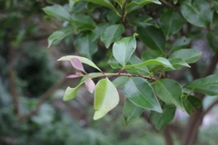Syzygium formosanum
