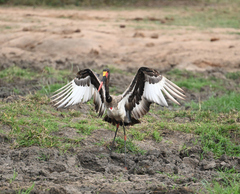 Ephippiorhynchus senegalensis