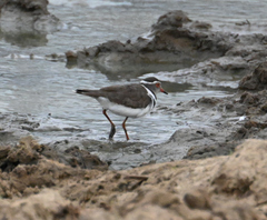 Charadrius tricollaris