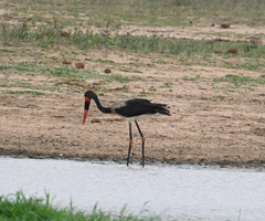 Ephippiorhynchus senegalensis