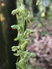 Platanthera brevifolia