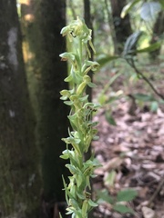 Platanthera brevifolia