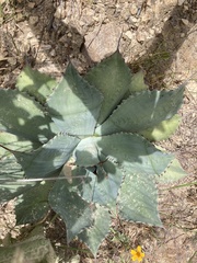 Agave seemanniana