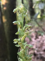 Platanthera brevifolia