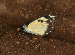 Belenois creona