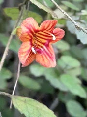 Rhabdothamnus solandri