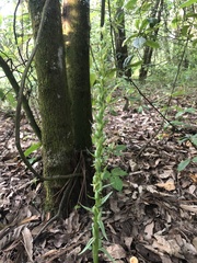 Platanthera brevifolia