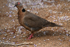 Streptopelia decipiens