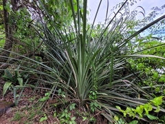 Bromelia karatas