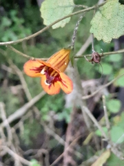 Rhabdothamnus solandri