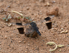 Brachythemis leucosticta