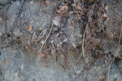 Adiantum capillus-veneris