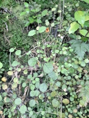 Rhabdothamnus solandri