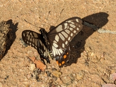 Papilio anactus