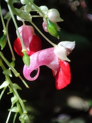 Impatiens platyadena