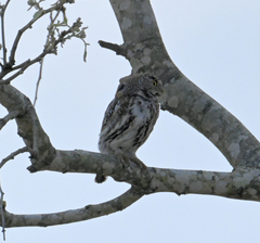 Glaucidium perlatum