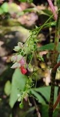 Impatiens platyadena
