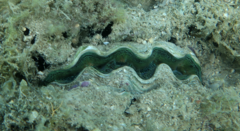 Tridacna crocea
