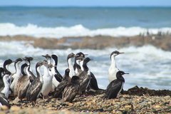 Leucocarbo magellanicus