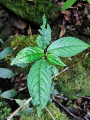 Impatiens platyadena
