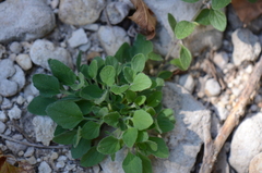 Scutellaria drummondii