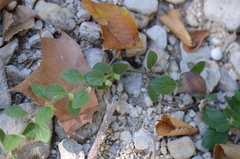 Scutellaria drummondii