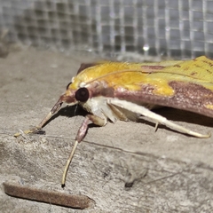 Lepidoptera
