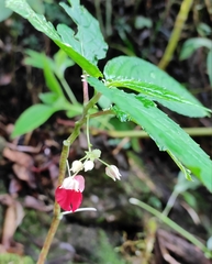 Impatiens platyadena