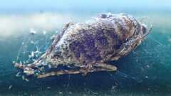 Operophtera brumata