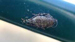 Operophtera brumata