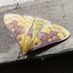 Lepidoptera