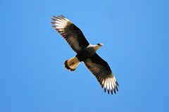 Caracara plancus