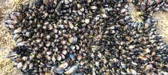 Xenostrobus neozelanicus