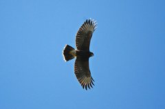 Parabuteo unicinctus