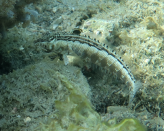 Parapercis australis