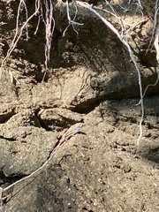 Aspidoscelis motaguae